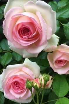 three pink roses with green leaves in the background