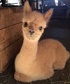 a baby alpaca is sitting on the ground