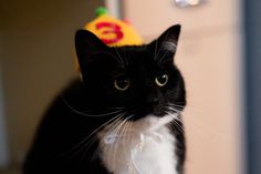 a black and white cat wearing a birthday hat