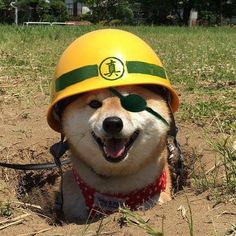 a dog wearing a yellow hard hat and leash sitting in the dirt with its mouth open