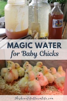 some baby chicks are sitting in the hay and next to jars with liquid on them