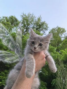 a person holding a kitten in their hand with a fairy wing on it's back