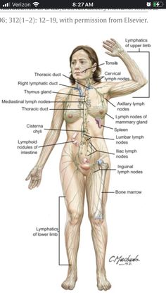 an image of the human body with labels on it