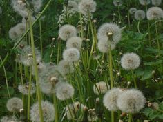 a bunch of dandelions that are in the grass