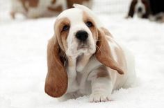 a puppy is sitting in the snow with his paw on it's head and looking at the camera