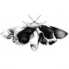 a black and white drawing of a moth