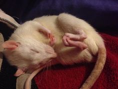 a white rat curled up on top of a red towel