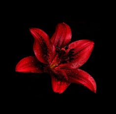 a red flower with water droplets on it's petals in the dark, against a black background