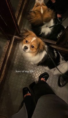 two dogs looking at their own reflection in a mirror with the words love of my life written on it