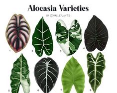 the different types of leaves are shown in this image, and there is also a description of them