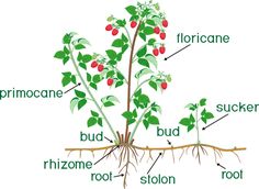 the parts of a plant that are labeled