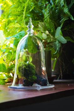 a glass cloche with plants inside of it