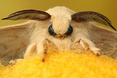 a close up of a small animal with wings on it's head and eyes