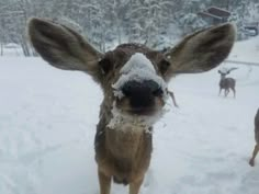 a deer looks at the camera while standing in the snow with another deer behind him