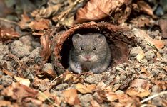 a small rodent sitting in the middle of a pile of leaves and mulchs