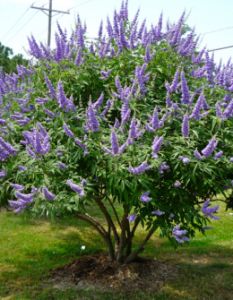 a tree with purple flowers in the grass