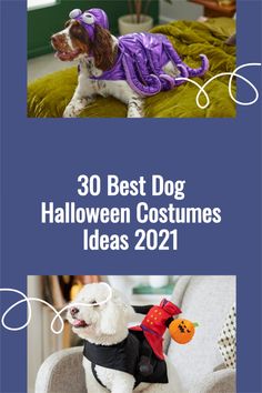 two dogs dressed up in halloween costumes and the words, 30 best dog halloween costumes ideas 2021