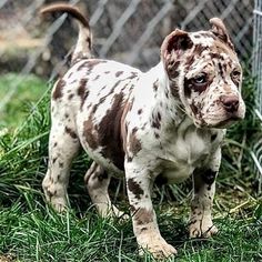 a brown and white dog standing in the grass