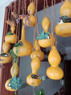 several hanging gourds with plants and flowers on them