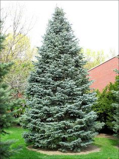 a large evergreen tree in the middle of a yard