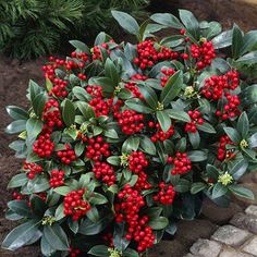 a bush with red berries and green leaves is in the middle of a brick walkway