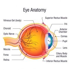 an eye diagram with all the major parts labeled in this image, including the iris and its surrounding structures