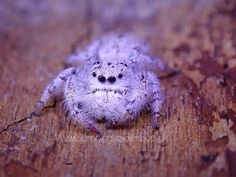 a small white spider sitting on top of a wooden floor