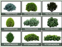 various types of trees and shrubs in different sizes, shapes and colors are shown on this page