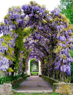 an archway covered in purple flowers next to trees