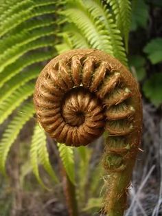 . Fern Images, Spirals In Nature, Geometry In Nature, Tattoos Inspiration, Tree Fern, Spiritual Retreat, Patterns In Nature, Love Flowers, Sacred Geometry