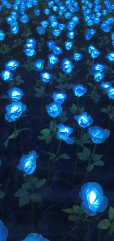 many blue flowers are lit up in the dark with bright lights shining down on them