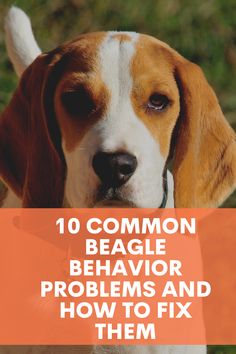 a dog with the words 10 common beagle behavior problems and how to fix them