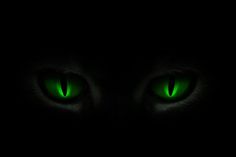 the green eyes of a cat are glowing in the dark