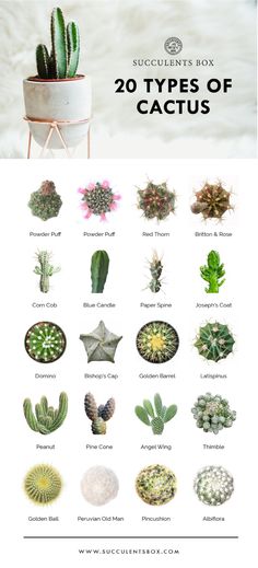 Types of Succulents Printable Art for sale, Printable Cactus Art, Succulents Digital Download, Succulents Home Office Decor, Succulents Gift Ideas, Modern Wall Art Decor, Succulents Printable Poster, printable art cacti download home decor, Types of Cactus Succulents for sale Types Of Cactus Plants, Different Types Of Succulents, Succulent Names, Types Of Succulents Plants, Cactus Terrarium, Indoor Cactus, Cactus Planta