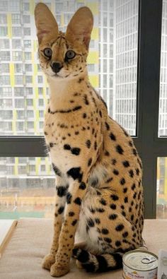 a cat sitting on top of a table next to a can of canned food in front of a window