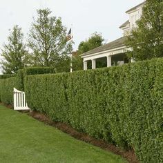 a white bench sitting in the middle of a lush green field next to a tall hedge