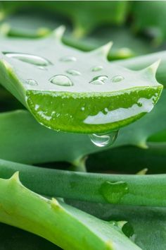 a green leaf with drops of water on it