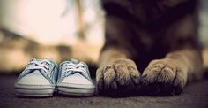 a dog's paws and shoes are shown in this article about dogs feet and baby shoes