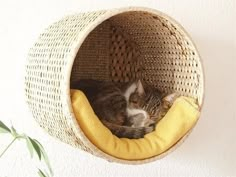 a cat is sleeping in a basket on the wall next to a potted plant