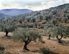 olive trees in an open field with mountains in the background