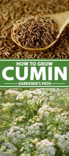 how to grow cumin in the garden's path with text overlay that reads, how to grow cumin gardener's path