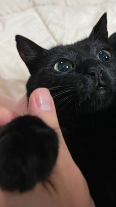 a black cat being petted by someone's hand