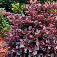 a purple plant with red leaves in the garden