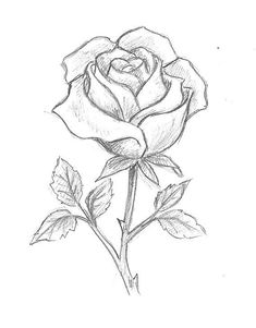 a pencil drawing of a rose