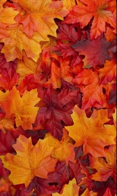 many different colored leaves are arranged together in the shape of an autumn tree leaf pattern