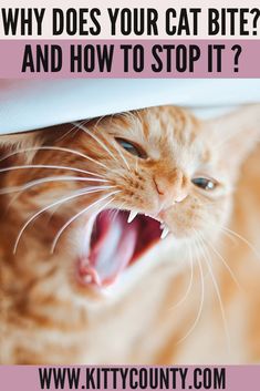 an orange cat with it's mouth open and the words why does your cat bite? and how to stop it?