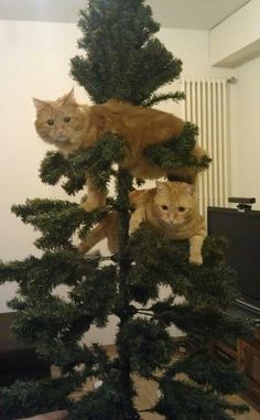 two cats sitting on top of a christmas tree