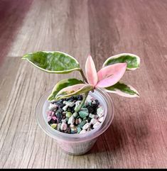 a small potted plant sitting on top of a wooden table next to a pink flower