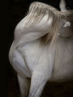 a white horse with long hair standing in the dark