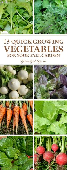 a bunch of vegetables that are growing in the ground and on top of each other